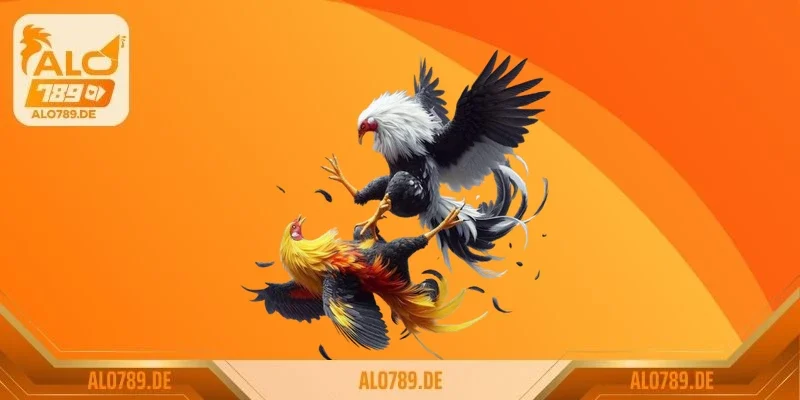 Luật đá gà miền Bắc và bí quyết để trở thành sư kê thực thụ