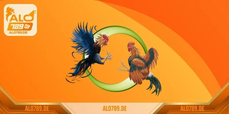 Các dòng gà đá hiện nay phổ biến nhất tại Việt Nam