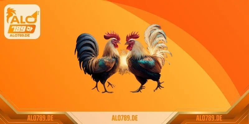 Trận đá gà 15 tỷ và những bí mật sau chấn động đằng sau