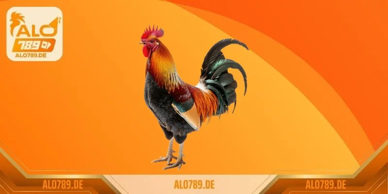 Cách nhận biết gà chọi hay gà lai chuẩn sư kê lão làng 2026