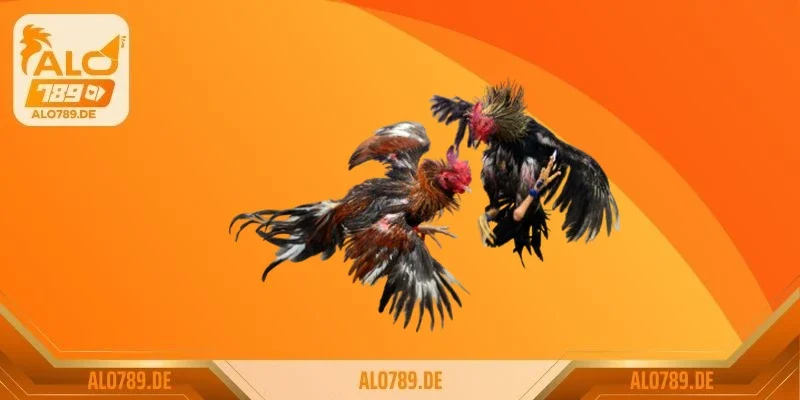 Gà mồng trích là gì?