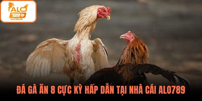 Đá gà ăn 8 tại nhà cái ALO789