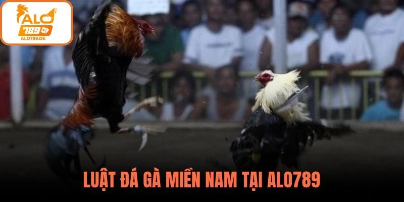 Luật đá gà miền nam tại ALO789